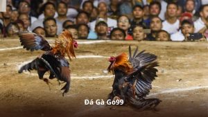 Đá Gà Go99 – Nơi Hội Tụ Những Trận Đấu Gay Cấn Và Hấp Dẫn