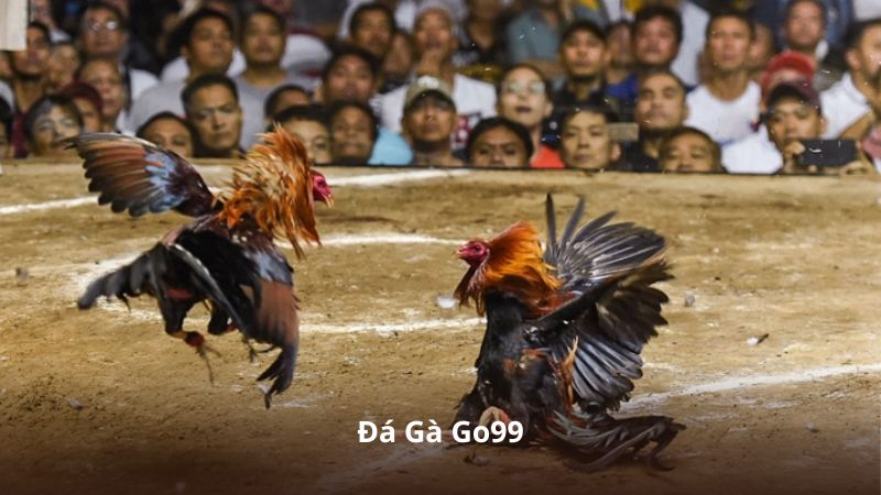 Đá Gà Go99 – Nơi Hội Tụ Những Trận Đấu Gay Cấn Và Hấp Dẫn