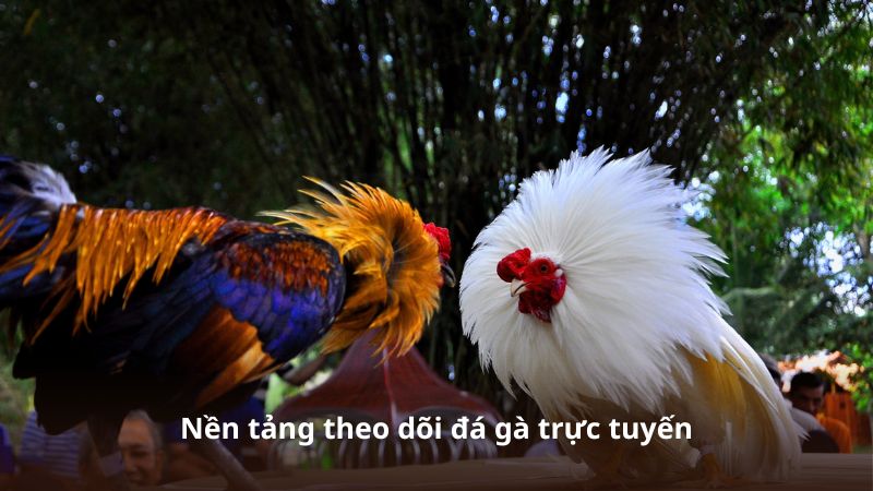Nền tảng theo dõi đá gà trực tuyến